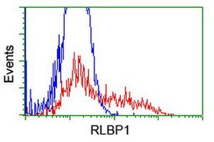 RLBP1 Antibody in Flow Cytometry (Flow)