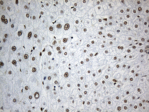 RLIM Antibody in Immunohistochemistry (Paraffin) (IHC (P))