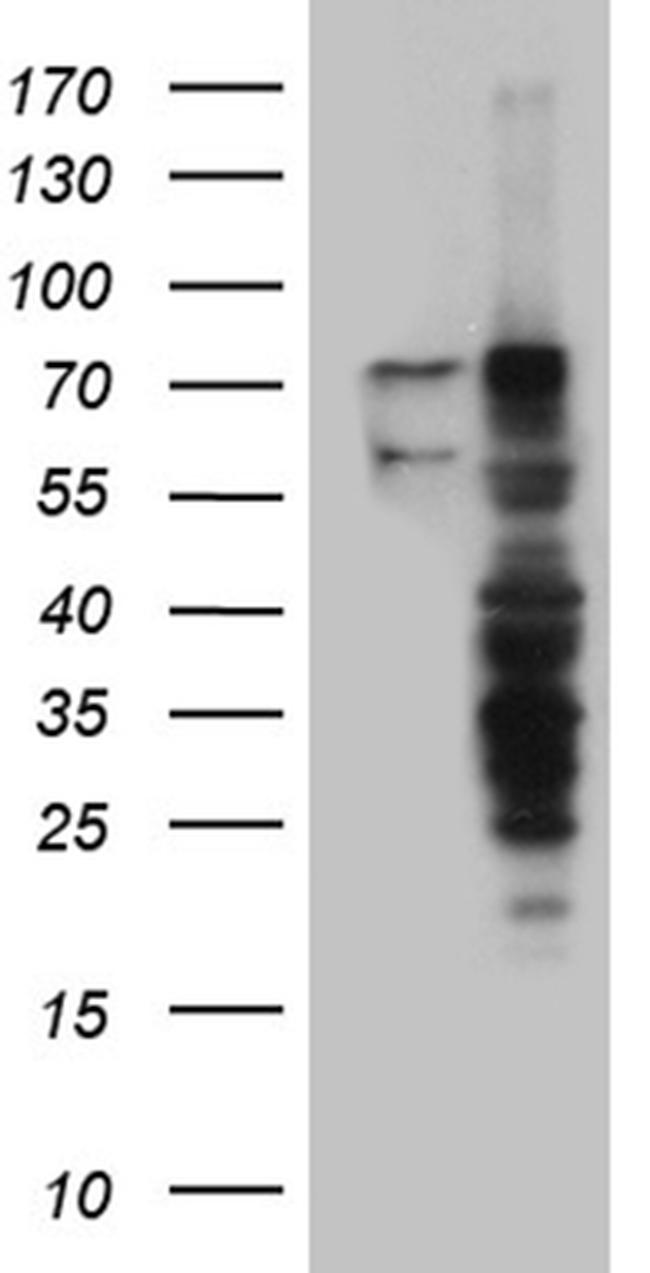 RLIM Antibody in Western Blot (WB)