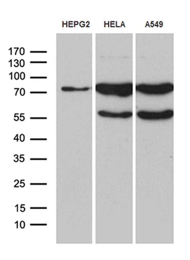 RLIM Antibody in Western Blot (WB)