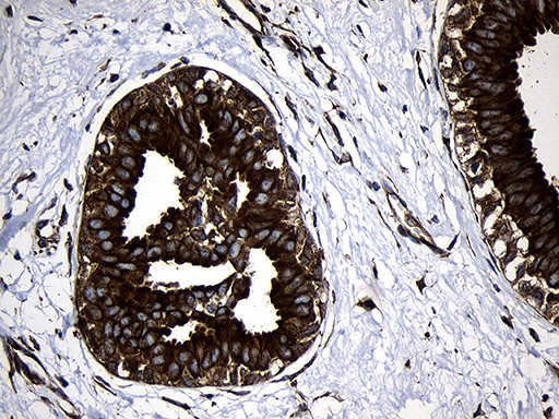 RNASE11 Antibody in Immunohistochemistry (Paraffin) (IHC (P))