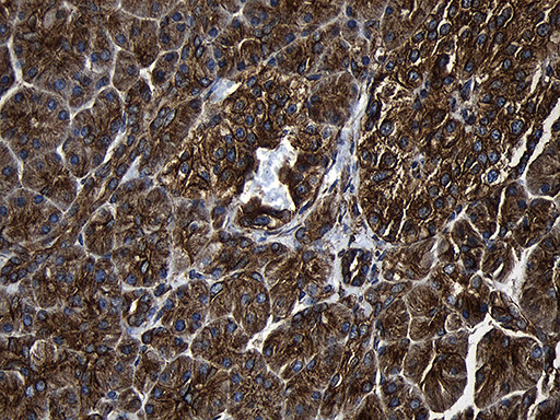 RNASE11 Antibody in Immunohistochemistry (Paraffin) (IHC (P))