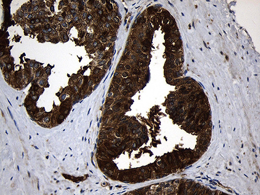 RNASE11 Antibody in Immunohistochemistry (Paraffin) (IHC (P))