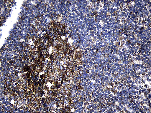 RNASE11 Antibody in Immunohistochemistry (Paraffin) (IHC (P))