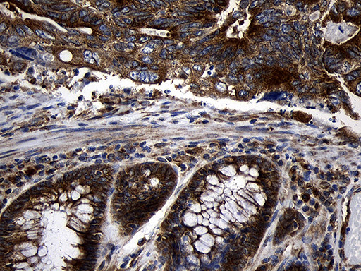 RNASE11 Antibody in Immunohistochemistry (Paraffin) (IHC (P))