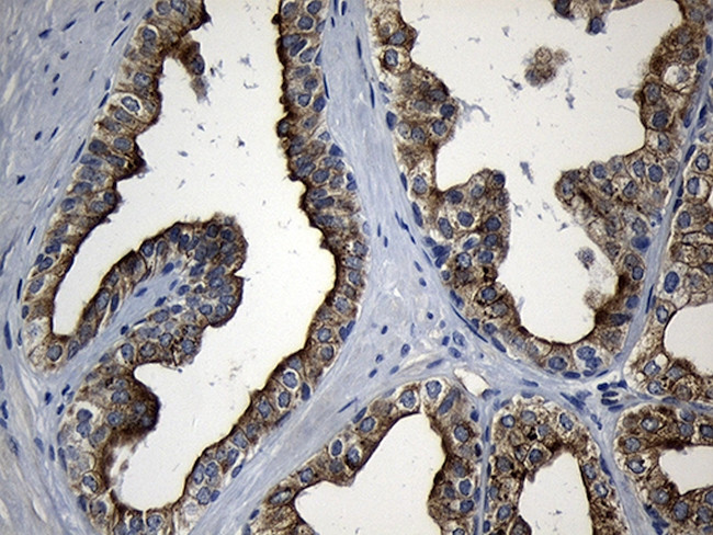 RNASE11 Antibody in Immunohistochemistry (Paraffin) (IHC (P))