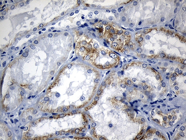 RNASE11 Antibody in Immunohistochemistry (Paraffin) (IHC (P))