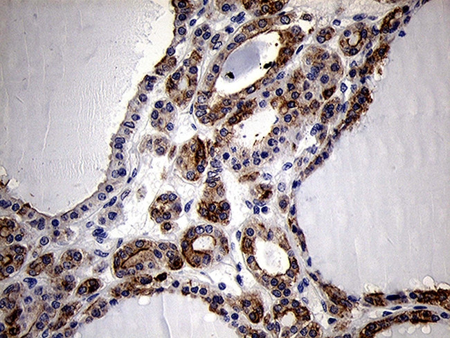 RNASE11 Antibody in Immunohistochemistry (Paraffin) (IHC (P))