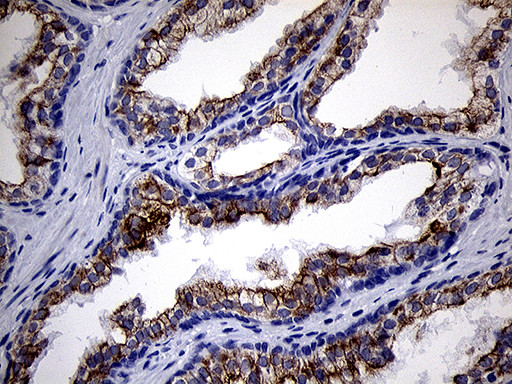 RNASE11 Antibody in Immunohistochemistry (Paraffin) (IHC (P))