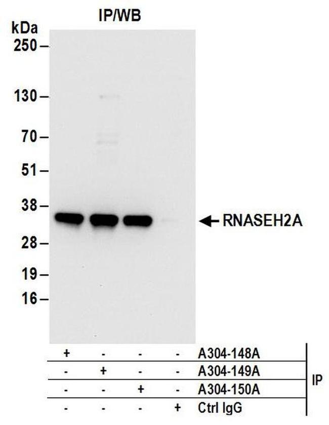 RNASEH2A Antibody in Western Blot (WB)