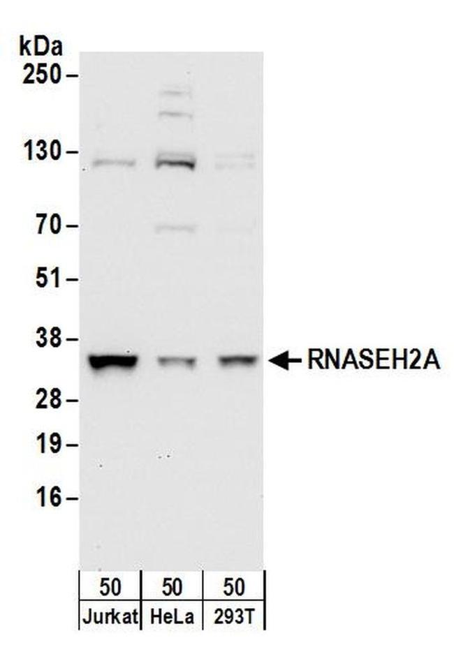 RNASEH2A Antibody in Western Blot (WB)