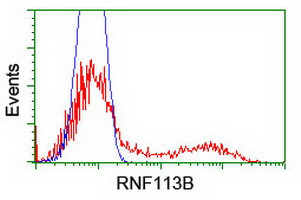 RNF113B Antibody in Flow Cytometry (Flow)