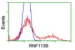 RNF113B Antibody in Flow Cytometry (Flow)