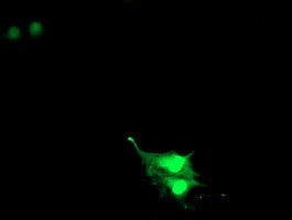 RNF113B Antibody in Immunocytochemistry (ICC/IF)