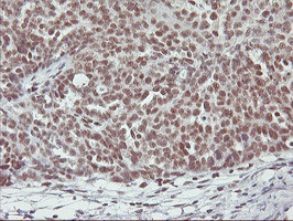 RNF113B Antibody in Immunohistochemistry (Paraffin) (IHC (P))