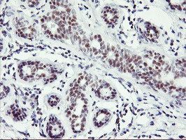 RNF113B Antibody in Immunohistochemistry (Paraffin) (IHC (P))