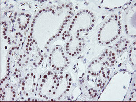 RNF113B Antibody in Immunohistochemistry (Paraffin) (IHC (P))