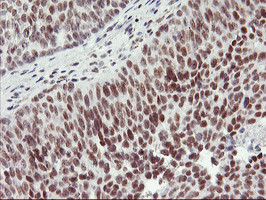 RNF113B Antibody in Immunohistochemistry (Paraffin) (IHC (P))