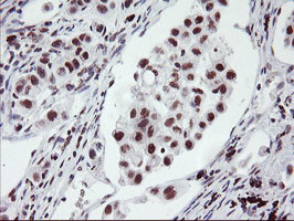 RNF113B Antibody in Immunohistochemistry (Paraffin) (IHC (P))