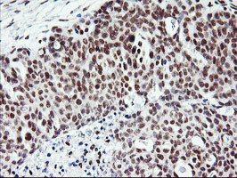 RNF113B Antibody in Immunohistochemistry (Paraffin) (IHC (P))