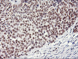 RNF113B Antibody in Immunohistochemistry (Paraffin) (IHC (P))