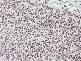 RNF113B Antibody in Immunohistochemistry (Paraffin) (IHC (P))