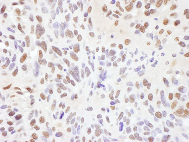 RNF138 Antibody in Immunohistochemistry (IHC)