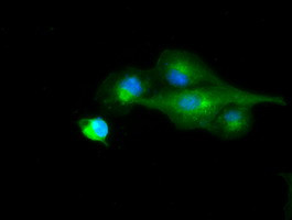 RNF144B Antibody in Immunocytochemistry (ICC/IF)