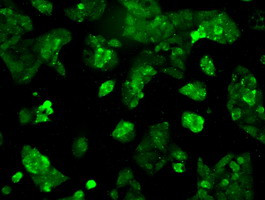 RNF144B Antibody in Immunocytochemistry (ICC/IF)