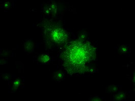 RNF144B Antibody in Immunocytochemistry (ICC/IF)