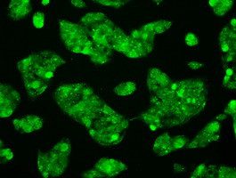 RNF144B Antibody in Immunocytochemistry (ICC/IF)