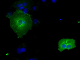 RNF144B Antibody in Immunocytochemistry (ICC/IF)