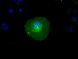 RNF144B Antibody in Immunocytochemistry (ICC/IF)