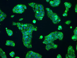 RNF144B Antibody in Immunocytochemistry (ICC/IF)