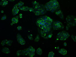 RNF144B Antibody in Immunocytochemistry (ICC/IF)