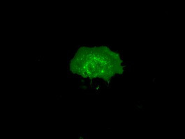 RNF144B Antibody in Immunocytochemistry (ICC/IF)