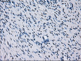 RNF144B Antibody in Immunohistochemistry (Paraffin) (IHC (P))