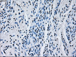 RNF144B Antibody in Immunohistochemistry (Paraffin) (IHC (P))