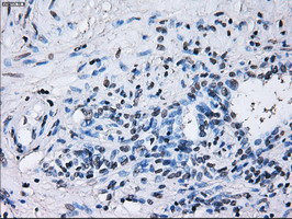 RNF144B Antibody in Immunohistochemistry (Paraffin) (IHC (P))