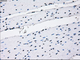 RNF144B Antibody in Immunohistochemistry (Paraffin) (IHC (P))