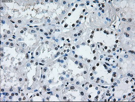 RNF144B Antibody in Immunohistochemistry (Paraffin) (IHC (P))