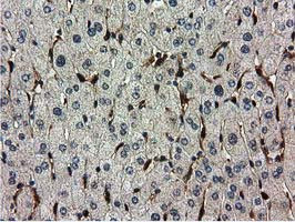 RNH1 Antibody in Immunohistochemistry (Paraffin) (IHC (P))