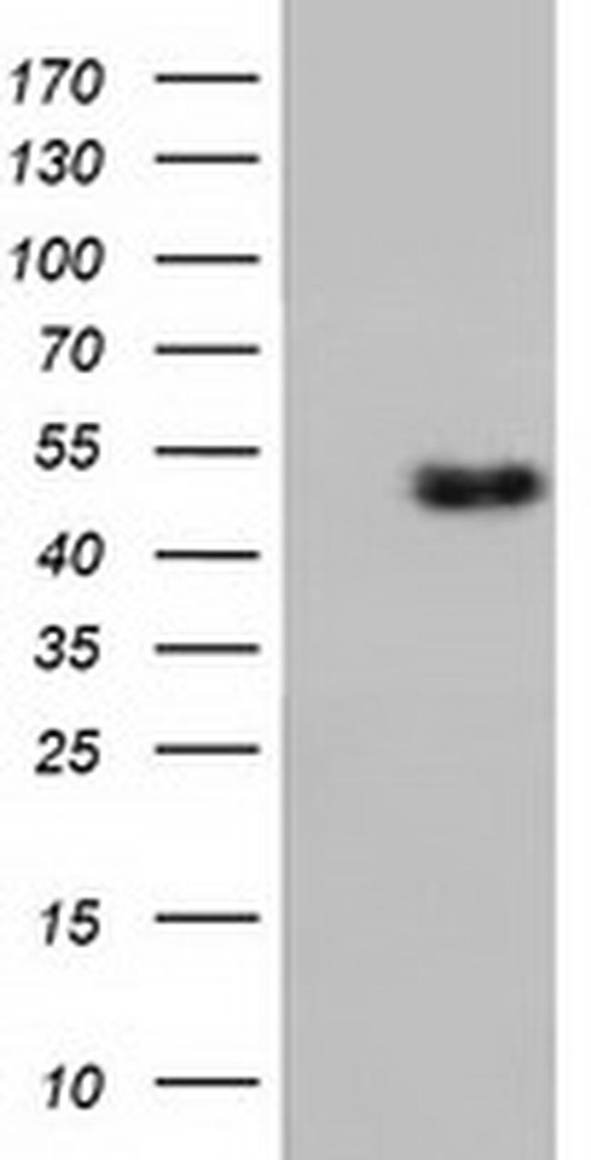 RNH1 Antibody in Western Blot (WB)