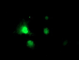 RNPEP Antibody in Immunocytochemistry (ICC/IF)