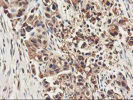 RNPEP Antibody in Immunohistochemistry (Paraffin) (IHC (P))