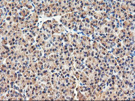 RNPEP Antibody in Immunohistochemistry (Paraffin) (IHC (P))