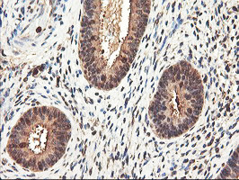 RNPEP Antibody in Immunohistochemistry (Paraffin) (IHC (P))