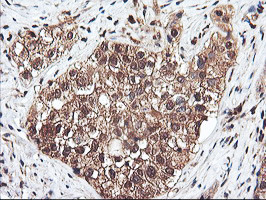 RNPEP Antibody in Immunohistochemistry (Paraffin) (IHC (P))