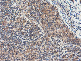 RNPEP Antibody in Immunohistochemistry (Paraffin) (IHC (P))