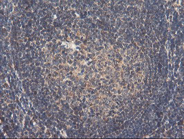 RNPEP Antibody in Immunohistochemistry (Paraffin) (IHC (P))